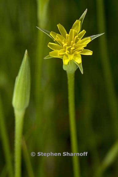 uropappus lindleyi 1 graphic